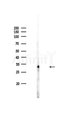 RASSF4 Antibody - Western blot analysis of lysates from PC12 cells, using RASSF4 Antibody at 1/1000 dilution.