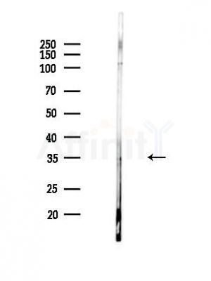 RASSF4 Antibody - Western blot analysis of lysates from HUVEC cells, using RASSF4 Antibody at 1/1000 dilution.