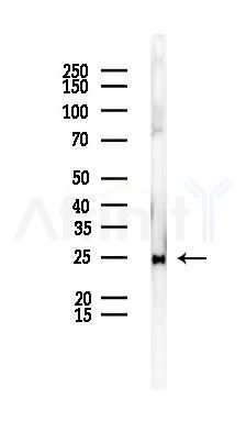 RPL14 Antibody - Western blot analysis of lysates from Rat liver, using RPL14 Antibody at 1/1000 dilution.