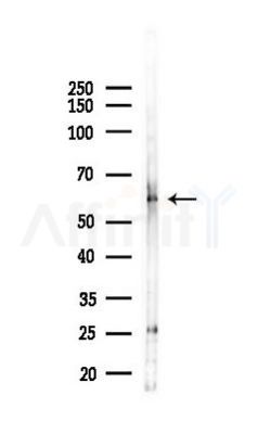 SP2 Antibody - Western blot analysis of lysates from RAW264.