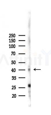TAAR3 Antibody - Western blot analysis of lysates from Mouse liver, using TAAR3 Antibody at 1/1000 dilution.