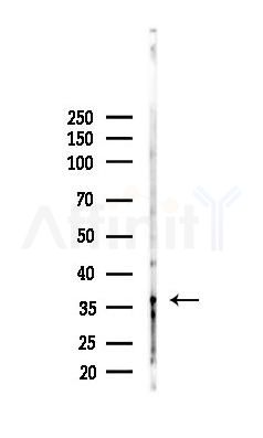 TAAR5 Antibody - Western blot analysis of lysates from HepG2 cells(heat-shock,45min treatment), using TAAR5 Antibody at 1/1000 dilution.
