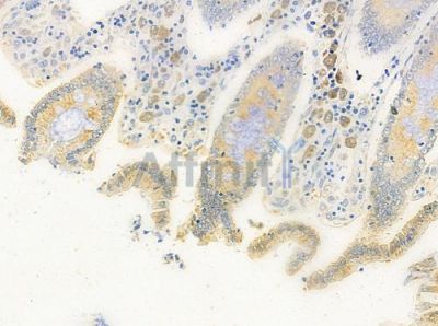 TF3C4 Antibody - DF8729 at 1/100 staining human normal colon tissue by IHC-P.