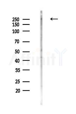 ARI1A Antibody - Western blot analysis of lysates from Mouse testis, using ARI1A Antibody at 1/1000 dilution.