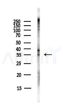 PRKAB2 Antibody - Western blot analysis of lysates from Mouse lung, using PRKAB2 Antibody at 1/1000 dilution.