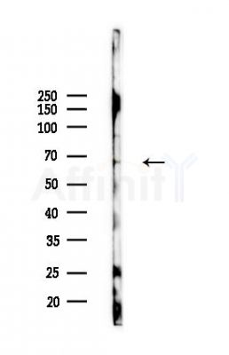NR2C1 Antibody - Western blot analysis of lysates from 293 cells(heat-shock,45min treatment), using NR2C1 Antibody at 1/1000 dilution.