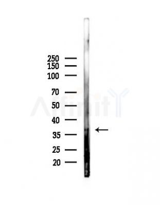 VSX2 Antibody - Western blot analysis of lysates from RAW264.