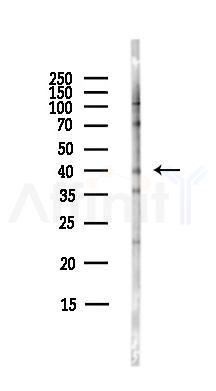 FOXI1 Antibody - Western blot analysis of lysates from Hela cells(starvation,24h treatment), using FOXI1 Antibody at 1/1000 dilution.