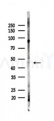 ARRS Antibody - Western blot analysis of lysates from HepG2 cells(heat-shock,45min treatment), using ARRS Antibody at 1/1000 dilution.