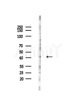 DNAJB5 Antibody - Western blot analysis of lysates from HepG2 cells(heat-shock,45min treatment), using DNAJB5 Antibody at 1/1000 dilution.