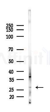 FGFBP3 Antibody - Western blot analysis of lysates from Mouse liver, using FGFBP3 Antibody at 1/1000 dilution.