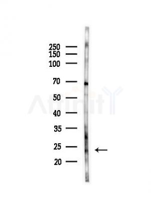 IFN10 Antibody - Western blot analysis of lysates from Mouse testis, using IFN10 Antibody at 1/1000 dilution.