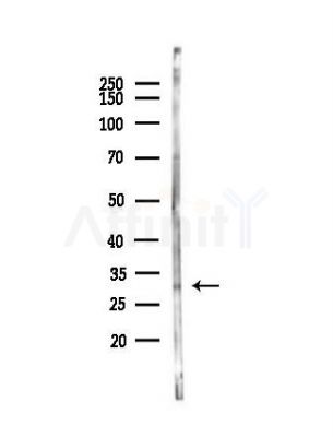 IL28B Antibody - Western blot analysis of lysates from Mouse liver, using IL28B Antibody at 1/1000 dilution.