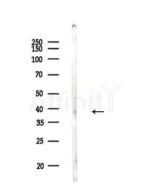 PDCD2 Antibody - Western blot analysis of lysates from B16F10-LUC cells, using PDCD2 Antibody at 1/1000 dilution.