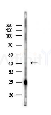 WNT6 Antibody - Western blot analysis of lysates from COLO205 cells(LPS,4h treatment), using WNT6 Antibody at 1/1000 dilution.