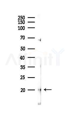 MYLPF Antibody - Western blot analysis of lysates from Mouse lung, using MYLPF Antibody at 1/1000 dilution.