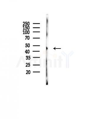 NKAP Antibody - Western blot analysis of lysates from PC12 cells, using NKAP Antibody at 1/1000 dilution.
