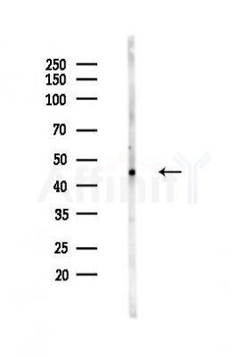 ACTL6B Antibody - Western blot analysis of lysates from Mouse testis, using ACTL6B Antibody at 1/1000 dilution.