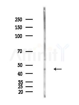 ACTL6B Antibody - Western blot analysis of lysates from Hela cells(heat-shock,45min treatment), using ACTL6B Antibody at 1/1000 dilution.