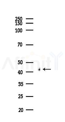 HSD3B1 Antibody - Western blot analysis of lysates from Mouse liver, using HSD3B1 Antibody at 1/1000 dilution.