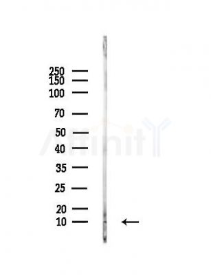 MRPL34 Antibody - Western blot analysis of lysates from COLO205 cells, using MRPL34 Antibody at 1/1000 dilution.