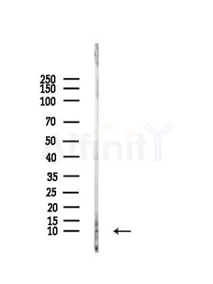 MRPL34 Antibody - Western blot analysis of lysates from COLO205 cells, using MRPL34 Antibody at 1/1000 dilution.