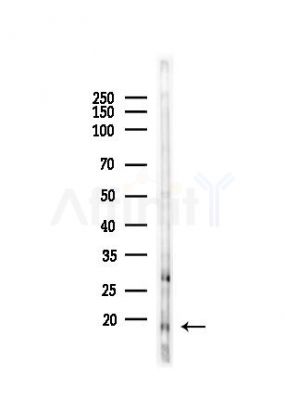 MRPL53 Antibody - Western blot analysis of lysates from Mouse testis, using MRPL53 Antibody at 1/1000 dilution.