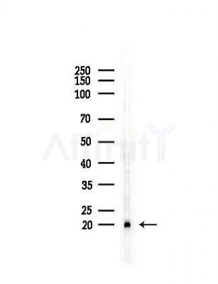 RPL29 Antibody - Western blot analysis of lysates from Mouse testis, using RPL29 Antibody at 1/1000 dilution.
