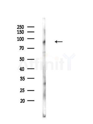 ADAM30 Antibody - Western blot analysis of lysates from Mouse lung, using ADAM30 Antibody at 1/1000 dilution.