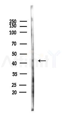 ADAMDEC1 Antibody - Western blot analysis of lysates from Mouse testis, using ADAMDEC1 Antibody at 1/1000 dilution.