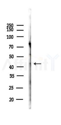 ADAMDEC1 Antibody - Western blot analysis of lysates from 293 cells(heat-shock,45min treatment), using ADAMDEC1 Antibody at 1/1000 dilution.