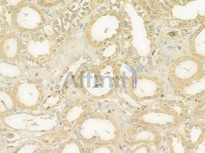 AE2 Antibody - DF9212 at 1/100 staining human normal kidney tissue by IHC-P.