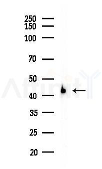 B4GALT2 Antibody - Western blot analysis of lysates from Mouse liver, using B4GALT2 Antibody at 1/1000 dilution.