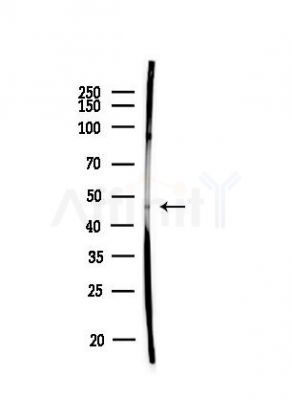 BAAT Antibody - Western blot analysis of lysates from PC12 cells, using BAAT Antibody at 1/1000 dilution.