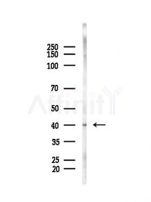 BMP15 Antibody - Western blot analysis of lysates from Hela cells(heat-shock, 45min treatment), using BMP15 Antibody at 1/1000 dilution.