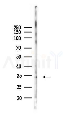 PRSS22 Antibody - Western blot analysis of lysates from Rat liver, using PRSS22 Antibody at 1/1000 dilution.