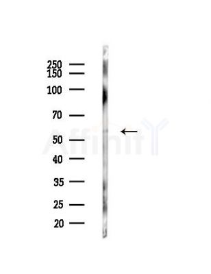 SLC22A17 Antibody - Western blot analysis of lysates from Mouse liver, using SLC22A17 Antibody at 1/1000 dilution.