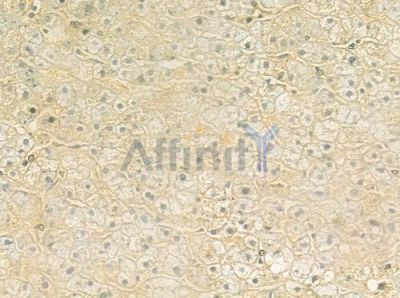 CEACAM20 Antibody - DF9345 at 1/100 staining human normal liver tissue by IHC-P.