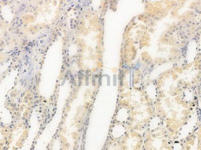 CTNNA2 Antibody - DF9347 at 1/100 staining human normal kidney tissue by IHC-P.