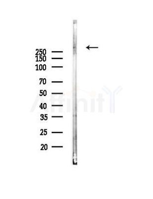CEP250 Antibody - Western blot analysis of lysates from Mouse heart, using CEP250 Antibody at 1/1000 dilution.