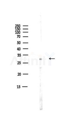 Claudin 12 Antibody - Western blot analysis of lysates from Mouse liver, using Claudin 12 Antibody at 1/1000 dilution.