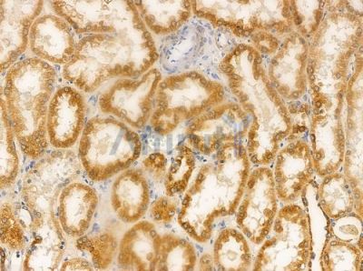 C1QTNF9B Antibody - DF9407 at 1/100 staining human normal kidney tissue by IHC-P.