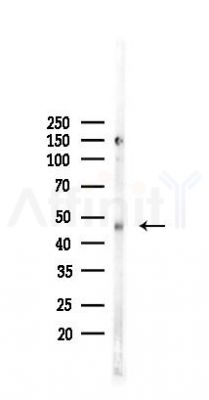 HSD11B2 Antibody - Western blot analysis of lysates from Mouse liver, using HSD11B2 Antibody at 1/1000 dilution.