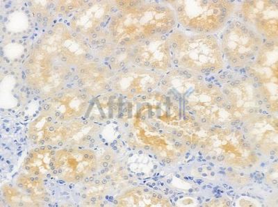 CST9L2 Antibody - DF9423 at 1/100 staining human normal kidney tissue by IHC-P.