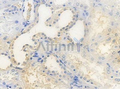 DSG4 Antibody - DF9440 at 1/100 staining human normal kidney tissue by IHC-P.