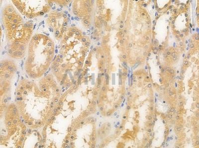 DYNLT1 Antibody - DF9473 at 1/100 staining human normal kidney tissue by IHC-P.
