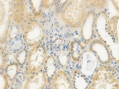 FIGNL1 Antibody - DF9517 at 1/100 staining human normal kidney tissue by IHC-P.