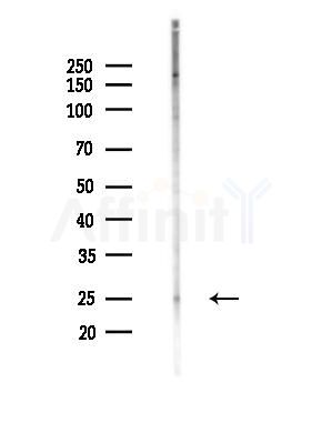FOLR2 Antibody - Western blot analysis of lysates from Mouse testis, using FOLR2 Antibody at 1/1000 dilution.