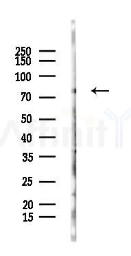 GPHN Antibody - Western blot analysis of lysates from Mouse liver, using GPHN Antibody at 1/1000 dilution.