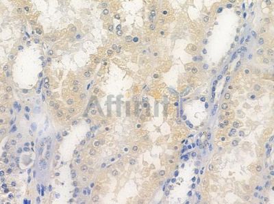 GAS8 Antibody - DF9545 at 1/100 staining human normal kidney tissue by IHC-P.